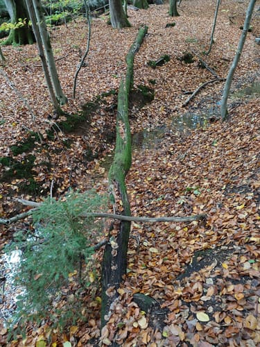 Neuweiler Gehnbach