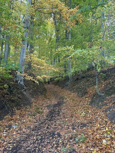 Von Königswinter zur Löwenburg