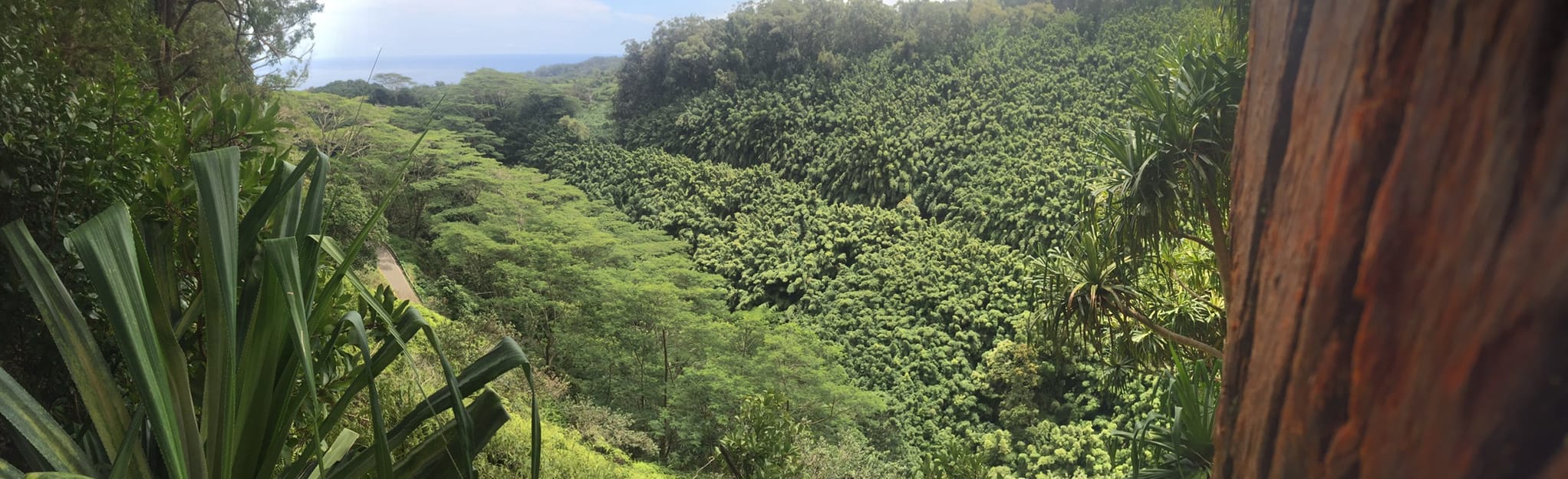 Waikamoi Ridge Nature Trail, Maui, Hawaii 246 Reviews, Map AllTrails