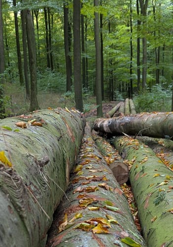 Rundweg im Blocksdorfer Holz