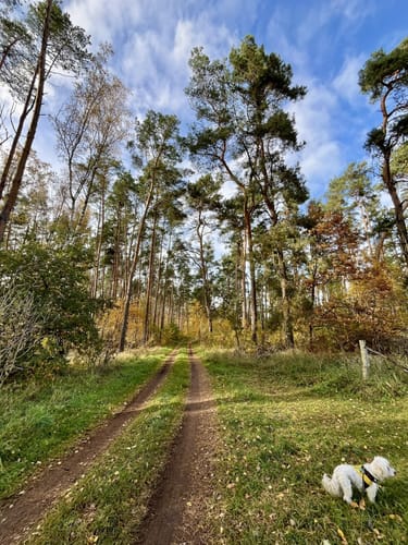 Rundwanderweg Riebener See