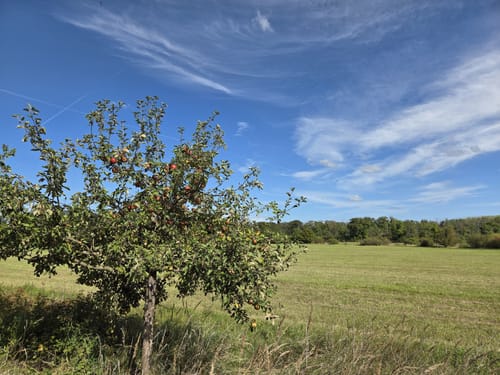 Naturschutzgebiet Kühkopf-Knoblochsaue Rundweg