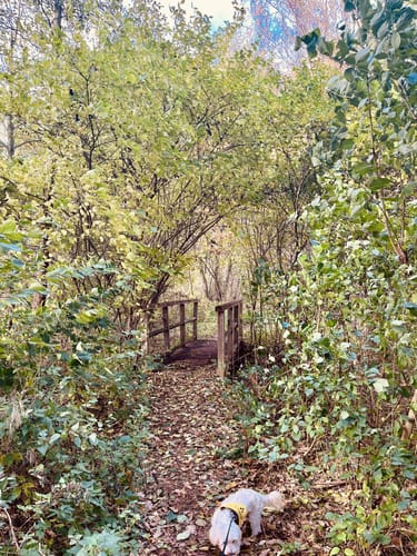 Rundwanderweg Riebener See