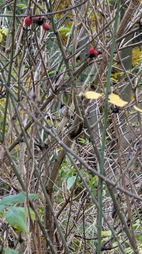 Pilz Erlebnispfad Gräfenwarth (an der Bleilochtalsperre)