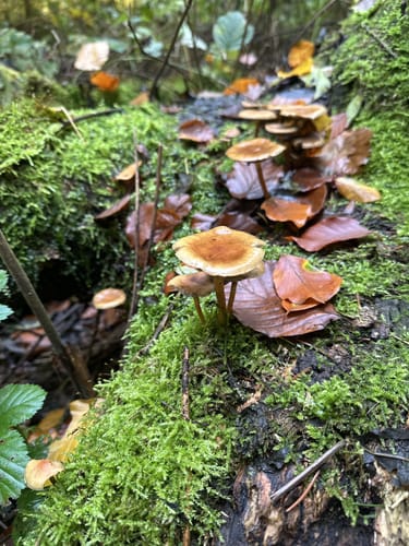 Rundwanderung in der Hahnheide ab Sängerberg