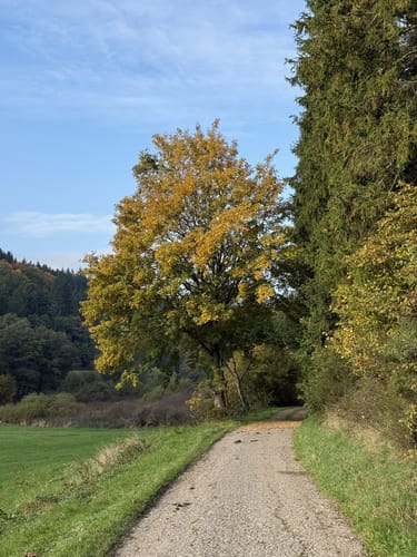 EifelSchleife Eisvogelwanderweg Hellenthal