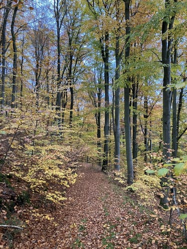 Hirschrott - Langenscheid