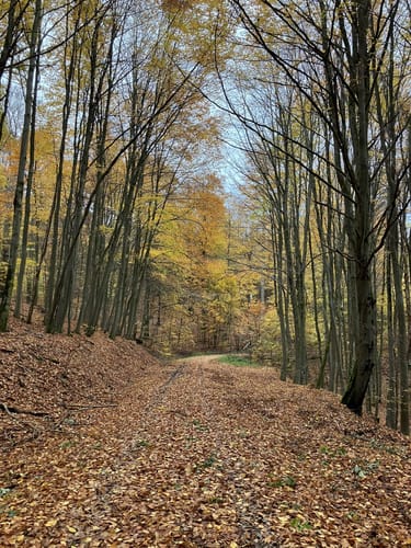 Hirschrott - Langenscheid