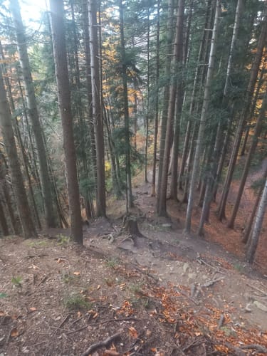 Zwieselbergtrail