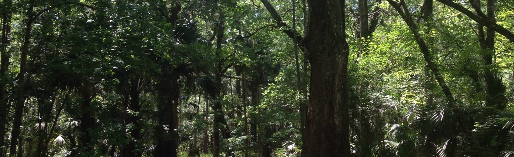 Silver Springs Equestrian Trails, Florida 125 Reviews, Map AllTrails