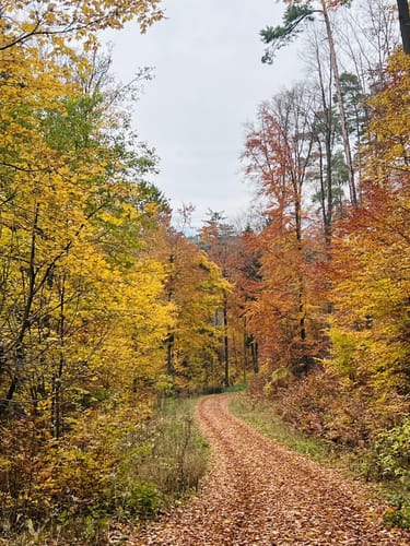 Bärentrail