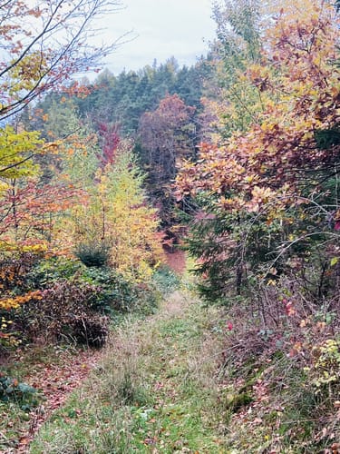 Bärentrail