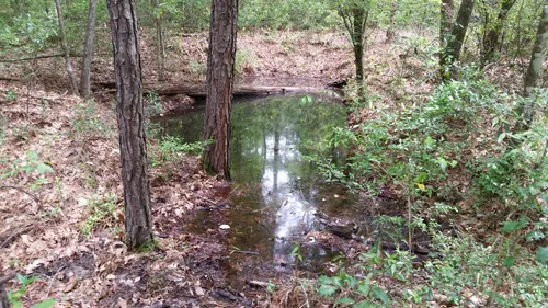 10 Best Hikes and Trails in Big Thicket National Preserve | AllTrails