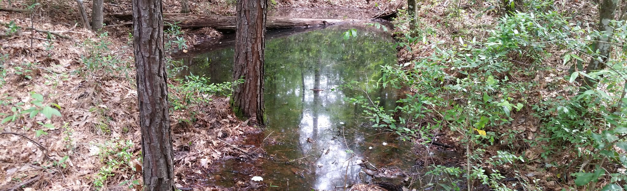 AllTrails Big Sandy Trail 49 Reviews, Map Texas