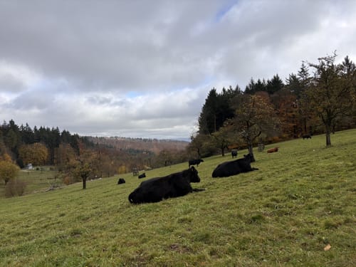 Zwischen Kohlhof und Königsstuhl zur Posseltslust