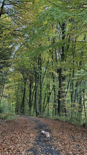 Rundweg A2: Rödinghausen - Grüner See