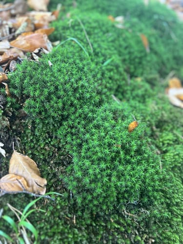 Naturlehrpfad Durchbruchstal der Warnow und der Mildenitz