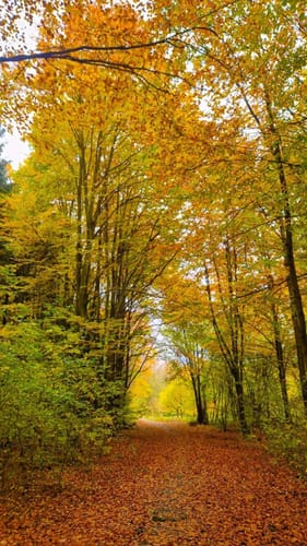 Ums Arboretum Main-Taunus ab Schwalbach