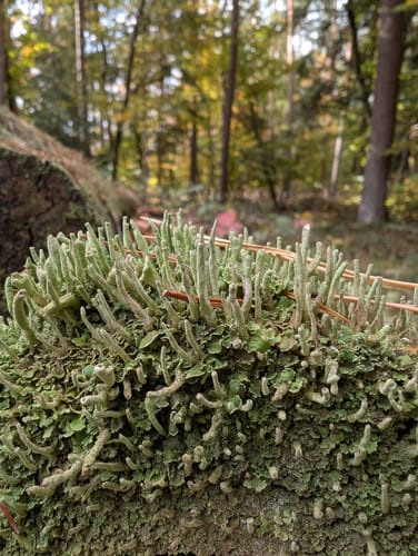 Spessartspur "Niederrodenbacher Barbarossaquelle und Klosterruine"