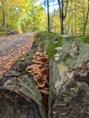 Spessartspur "Niederrodenbacher Barbarossaquelle und Klosterruine"