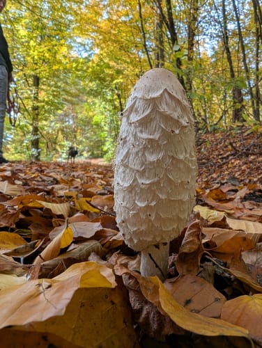 Spessartspur "Niederrodenbacher Barbarossaquelle und Klosterruine"