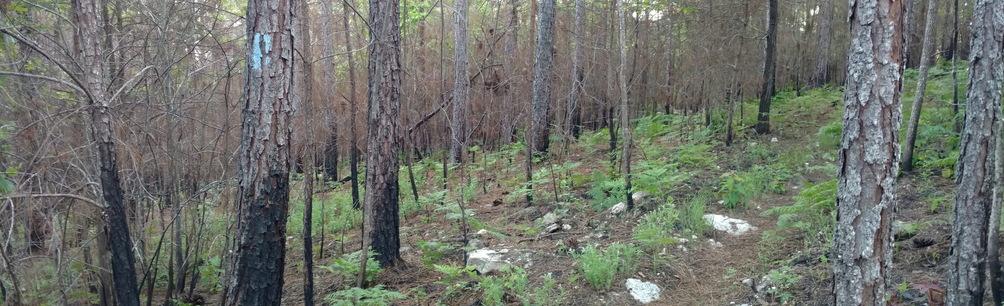 Pinhoti Trail Bull's Gap to Porter's Gap Map, Guide Alabama