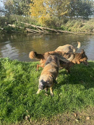 Bei Goch entlang der Niers nach Weeze