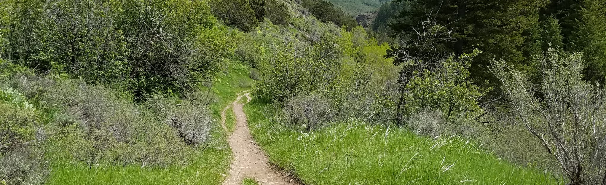 West Fork Mink Creek to Gibson Mountain, Idaho 26 Reviews, Map