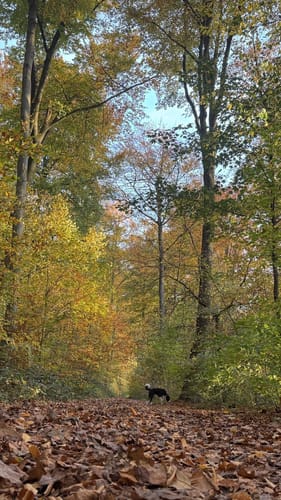 Holterhöfe - Forstwald