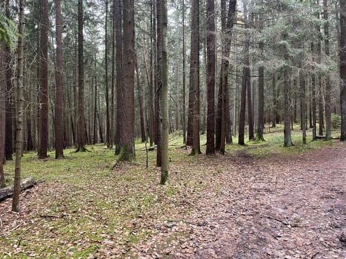 Nuschelberg ab Lauf an der Pegnitz
