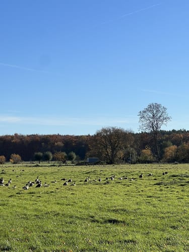 Steinhuder Meer Rundweg