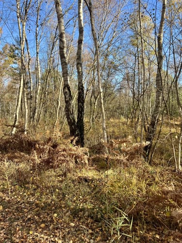 Steinhuder Meer Rundweg