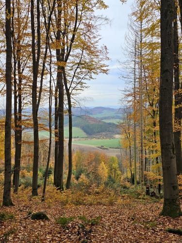 Rund um Junkerkuppe und Burg Hanstein