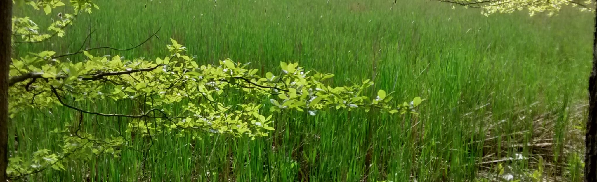 Muskrat Trail | Map, Guide - Maryland | AllTrails