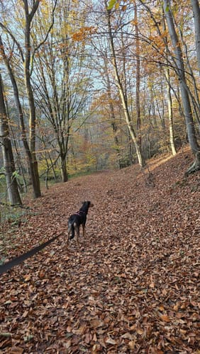 Neuweiler Gehnbach