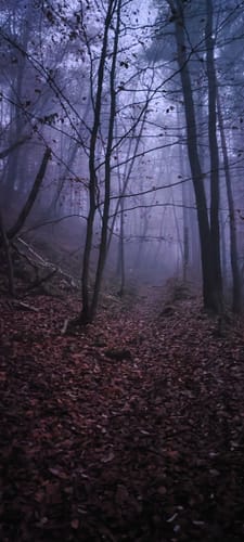 Wasgau-Felsenweg