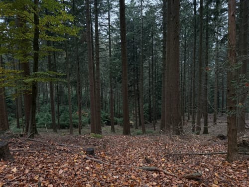 Hasselbrack Rundweg