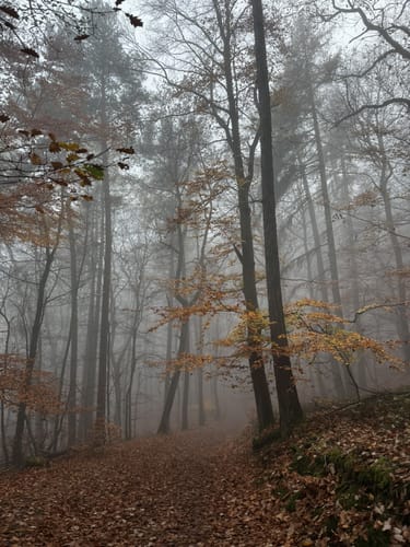 Donnersberg-Runde 1: Ludwigsturm-Weg