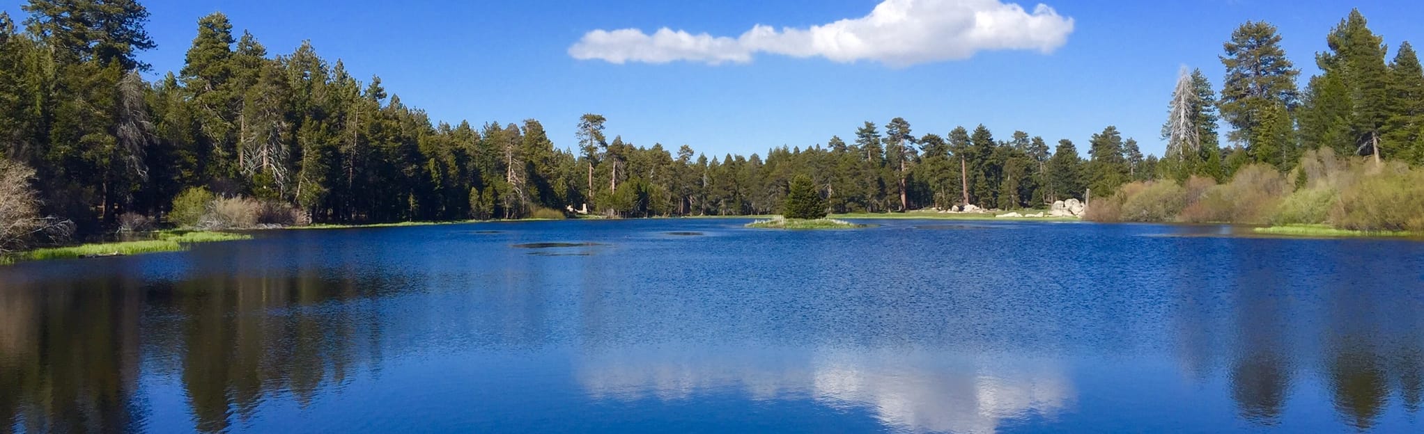 Champion Lodgepole via Castle Rock Trail 1,034 Reviews, Map