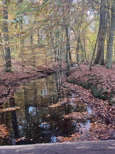 Wildpark - Schmalsee - Hegesee