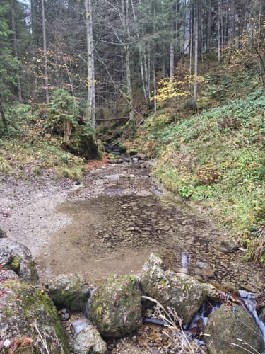 Ratholz - Alpe Starkatsgund