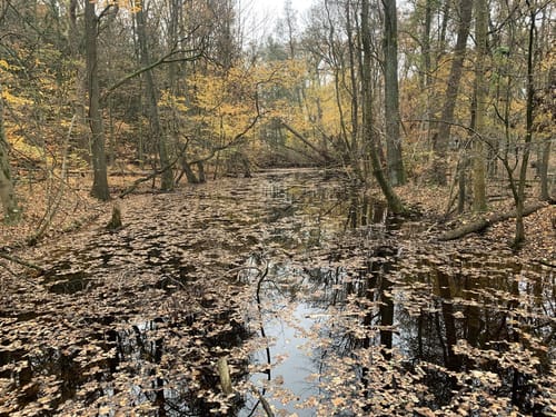 Spandauer Forst: Wildgehege - Laßzinssee - Teufelsbruch