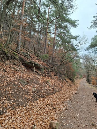 Hüttenhohl zum Kesselberg über dem Steigerkopf
