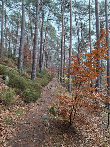 Hüttenhohl zum Kesselberg über dem Steigerkopf