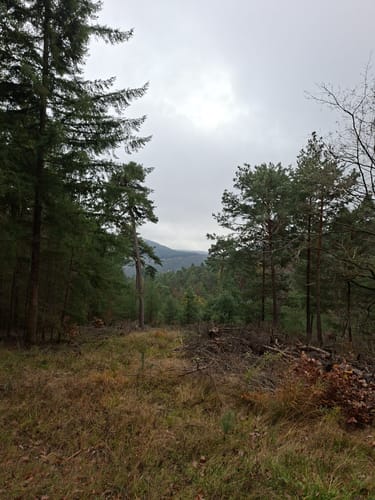 Hüttenhohl zum Kesselberg über dem Steigerkopf