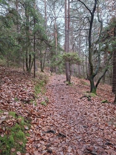 Hüttenhohl zum Kesselberg über dem Steigerkopf