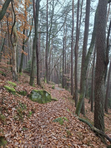 Hüttenhohl zum Kesselberg über dem Steigerkopf
