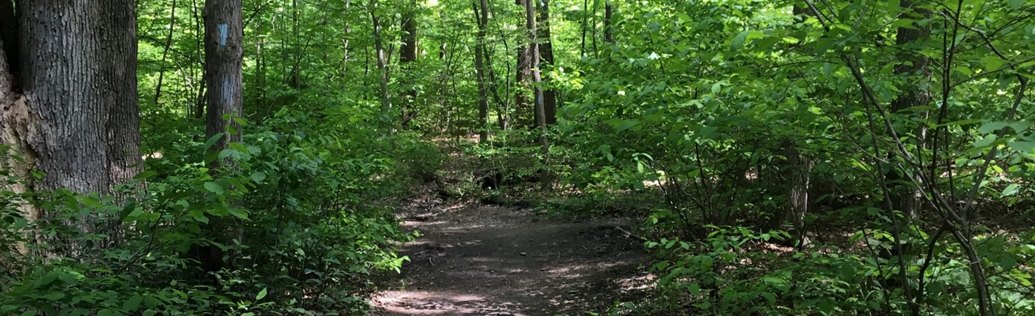 Deer Lick Cave and Buckeye Loop Map, Guide Ohio AllTrails