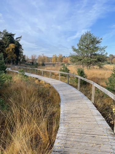 Durch den Diersfordter Wald zur Dünenlandschaft