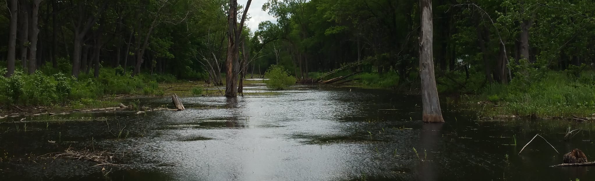 Gibson Woods Nature Preserve 37 Reviews, Map Indiana AllTrails